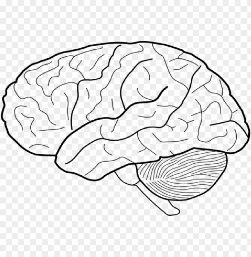 Coloring Trend Medium Size Printable Brain Template Human Brain Drawi PNG Transparent With Clear Background ID 174030 TOPpng