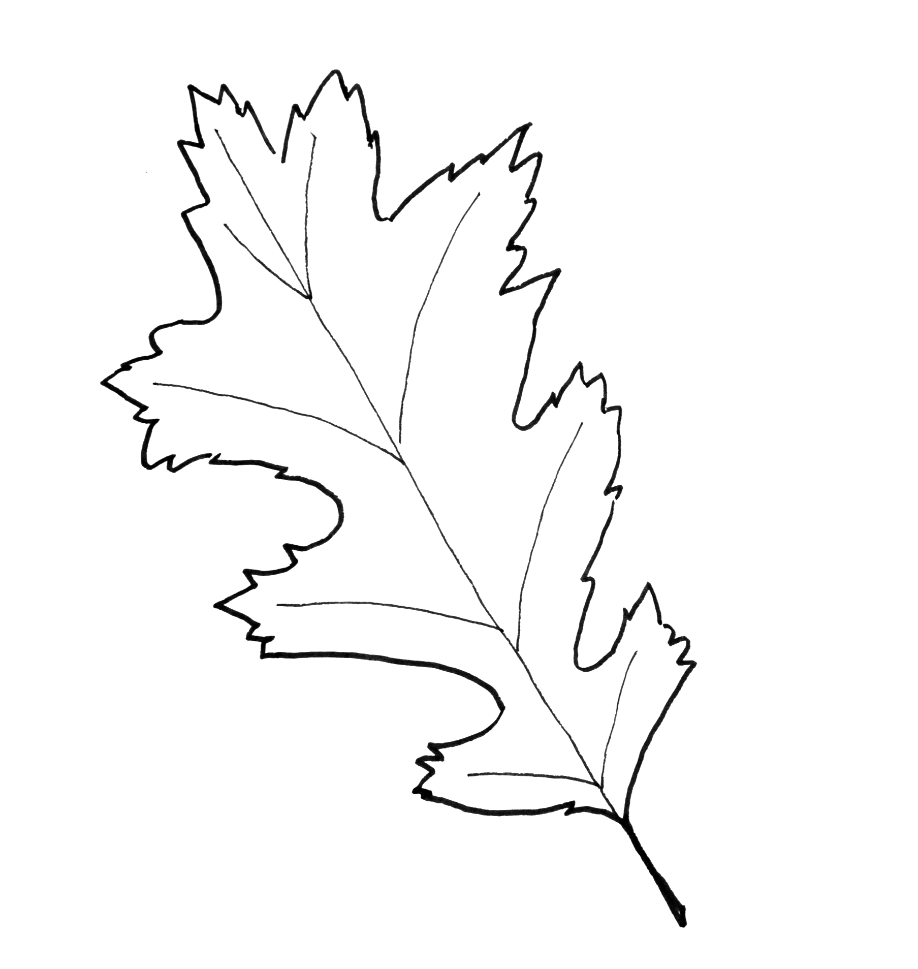 Holly Leaf Template Printable
