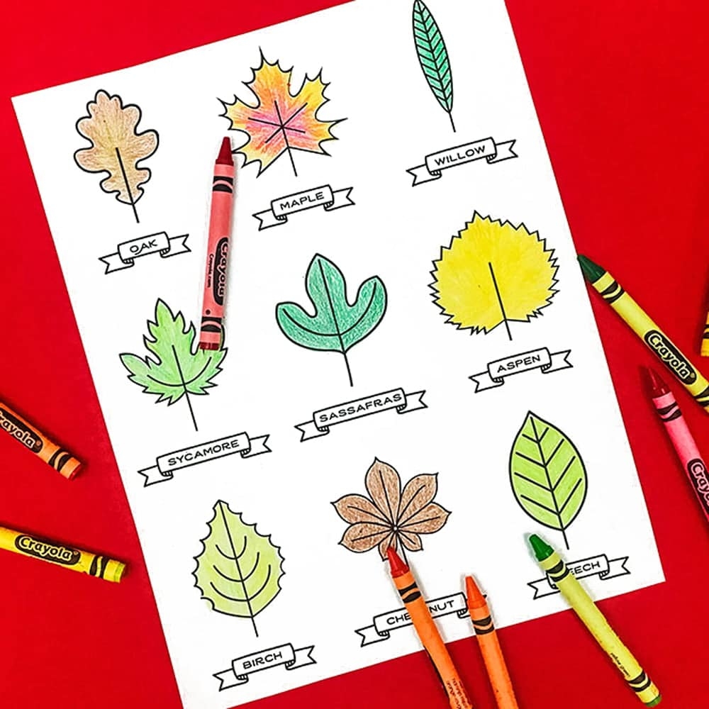Free Printable Leaf Template Pack Barley Birch